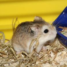 Dværghamster Vanilla *Niller* RIP
