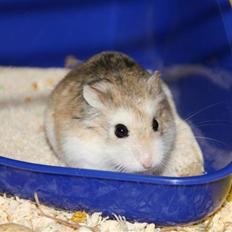 Dværghamster Vanilla *Niller* RIP