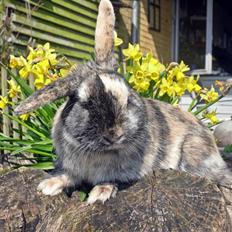 Kanin Bo... hvil i fred <3