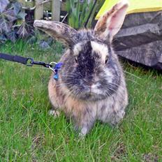 Kanin Bo... hvil i fred <3