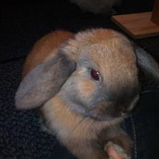 Kanin Daisy "Dværgvædder"