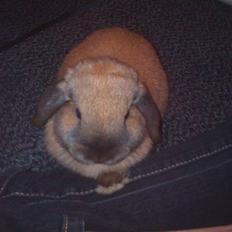 Kanin Daisy "Dværgvædder"