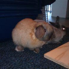 Kanin Daisy "Dværgvædder"