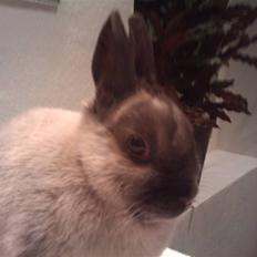 Kanin Flower Power "hermelin"