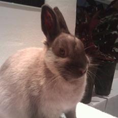 Kanin Flower Power "hermelin"