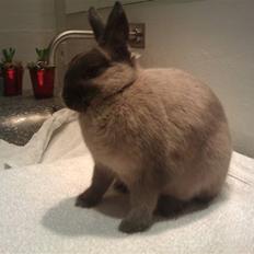 Kanin Flower Power "hermelin"