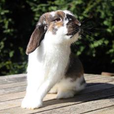 Kanin Hønsehusets Prazo Wabanaki