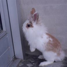 Kanin Hoppsernes Suprice solgt