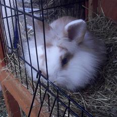 Kanin Hoppsernes Suprice solgt