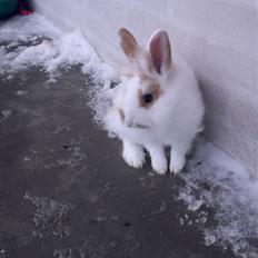 Kanin Hoppsernes Suprice solgt