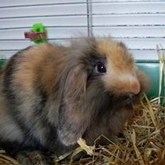 Kanin Molly / Løvevædder