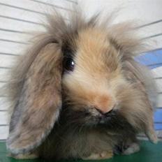 Kanin Molly / Løvevædder