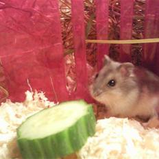 Dværghamster Ingolf the jumper