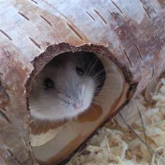 Dværghamster Ingolf the jumper