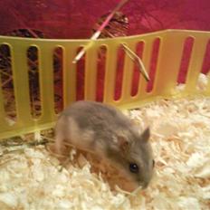 Dværghamster Ingolf the jumper