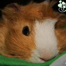 Marsvin Pelle Punk {*HIMMEL GNAVER*}