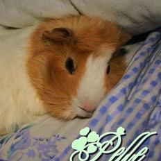 Marsvin Pelle Punk {*HIMMEL GNAVER*}