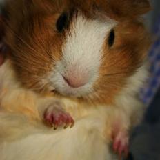 Marsvin Pelle Punk {*HIMMEL GNAVER*}