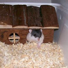 Dværghamster Miss Muh, the Killer Cow