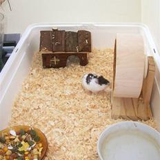 Dværghamster Miss Muh, the Killer Cow