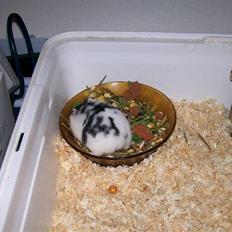 Dværghamster Miss Muh, the Killer Cow