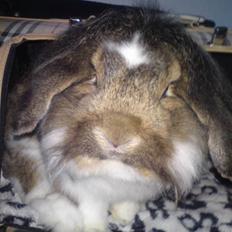 Kanin R-I-P hvil i fred boogie min kære