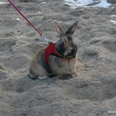 Kanin sir. lanselot givet væk :D