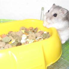 Dværghamster Kærlig *Rip*