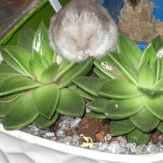 Dværghamster Kærlig *Rip*