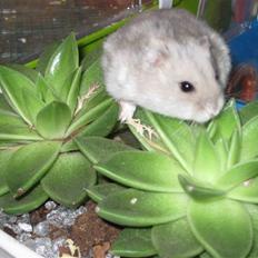 Dværghamster Kærlig *Rip*