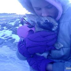 Kanin sir. lanselot givet væk :D