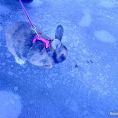 Kanin sir. lanselot givet væk :D