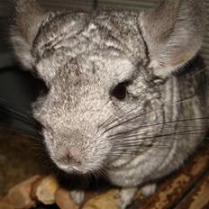 Chinchilla Bente