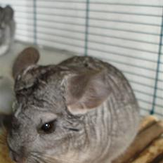 Chinchilla Bente