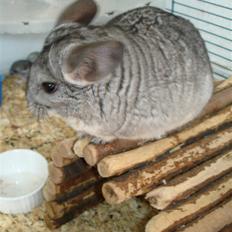 Chinchilla Bente