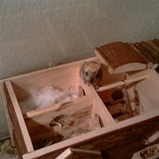 Ørkenrotte Ghostrider 