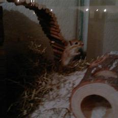 Ørkenrotte Kaptajn Amerika