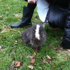 Kanin zafran bjorgmark