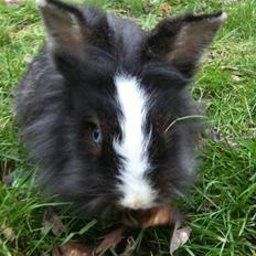 Kanin zafran bjorgmark