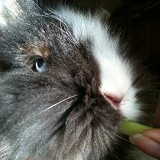 Kanin zafran bjorgmark