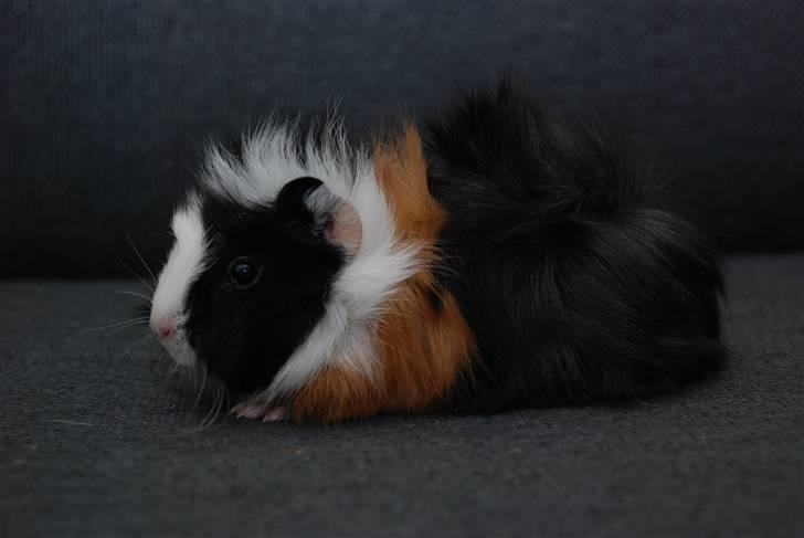 Marsvin Pjuske RIP - Pjuske på sofaen. billede 1