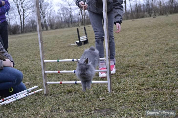 Kanin Fyldbinggaards Princess Tjess - Tjess Højdehop ved Edita d. 12 marts 2011:) 30 cm. billede 3