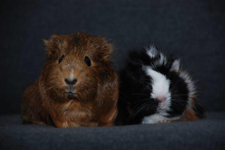 Marsvin Pjuske RIP billede 6