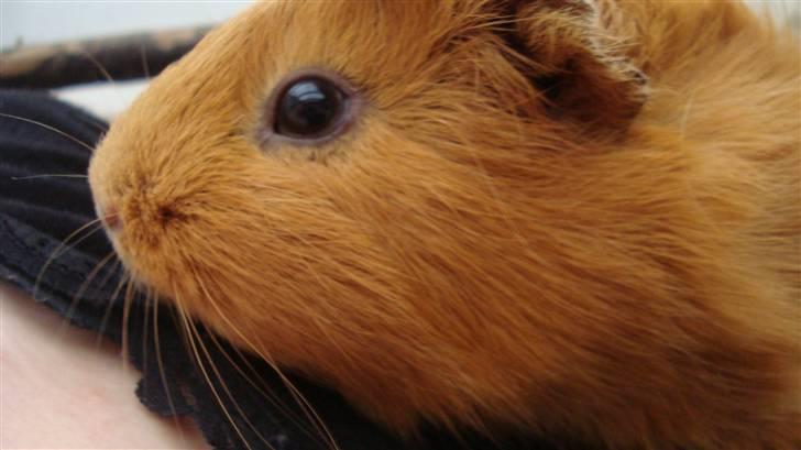 Marsvin Anton Berg !! billede 1