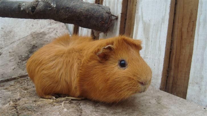 Marsvin Anton Berg !! billede 4