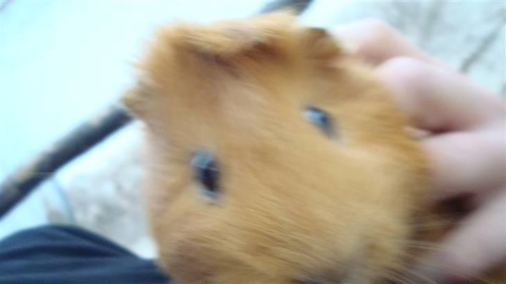 Marsvin Anton Berg !! billede 5