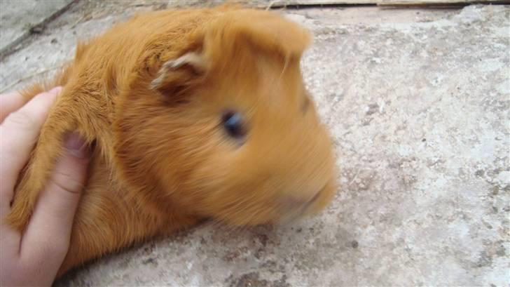 Marsvin Anton Berg !! billede 6