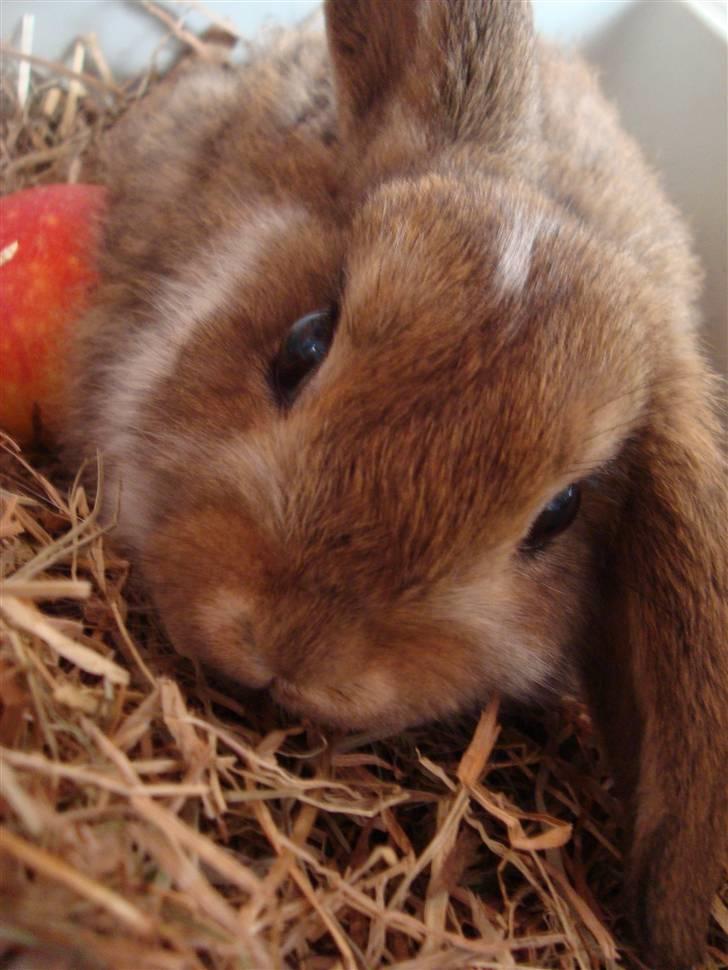 Kanin Talullah billede 1