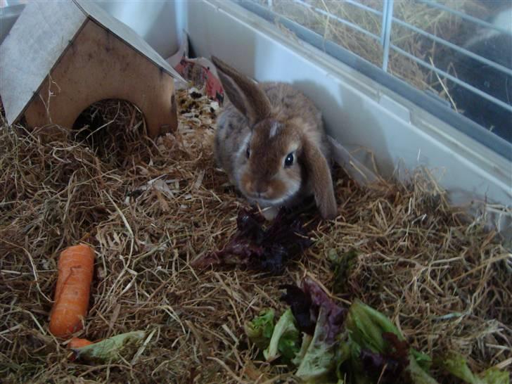 Kanin Talullah billede 2