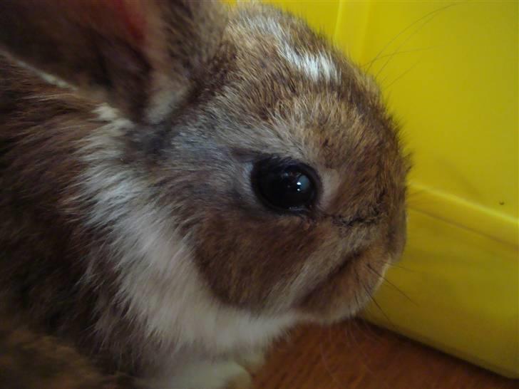 Kanin Talullah billede 3